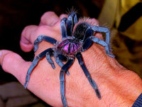 Xenesthis sp. Bright - Giant Bright Birdeating Tarantula