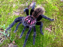 Xenesthis immanis  - Colombian Lesser Black Tarantula