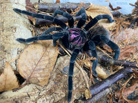 Xenesthis sp. Megascopula - Massive Fluffy Giant