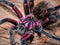 Xenesthis sp. Megascopula - Massive Fluffy Giant
