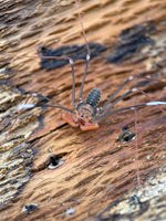 Acanthophrynus coronatus – Baja Whipscorpion | Massive 14–16" Whipspan | Live Arrival Guarantee