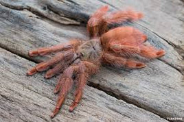 Amazonius germani - Orange Tree Spider Tarantula for Sale | Live Arrival Guarantee