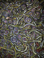 Anadenobolus monillicornis – Bumblebee Millipede | Striking Yellow & Black Species | Live Arrival Guarantee
