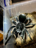 Pamphobeteus Sp. antinous - Big Black Birdeater Tarantula
