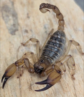 Anuroctonus pocockii bajae – Mafia Scorpion | California Swollen Stinger | Live Arrival Guarantee