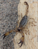 Anuroctonus pocockii bajae – Mafia Scorpion | California Swollen Stinger | Live Arrival Guarantee