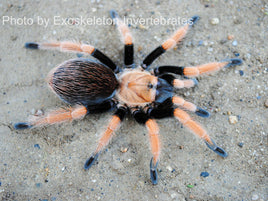 Aphonopelma bicoloratum - Mexican Blood-Leg Tarantula