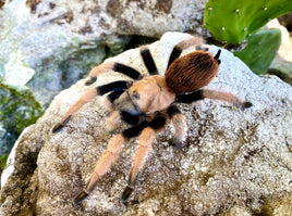 Aphonopelma chalcodes – Arizona Blonde Tarantula | Among the Most Handleable Tarantulas | Live Arrival Guarantee