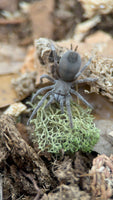 Aphonopelma paloma – Paloma Dwarf Tarantula | Arizona Native | Live Arrival Guarantee