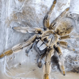 Augacephalus junodi – Golden Baboon Tarantula | Striking Old World Baboon Species | Live Arrival Guarantee