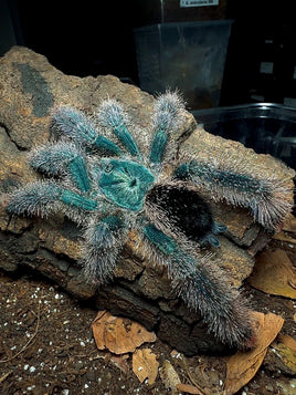 Avicularia metallica "white hair" - Metallic Pinktoe tarantula