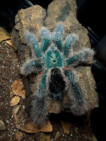 Avicularia metallica "white hair" - Metallic Pinktoe tarantula
