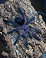 Avicularia Purpurea - Purple Pinktoe Tarantula