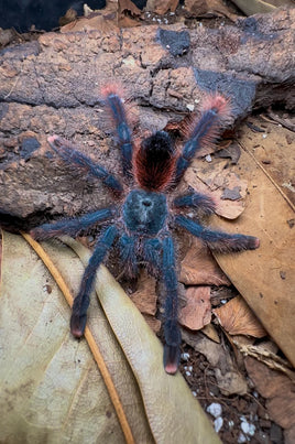 All Products| Urban Tarantulas