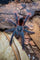 Pamphobeteus machala - Purple Bloom Tarantula, Ecuador Bloom