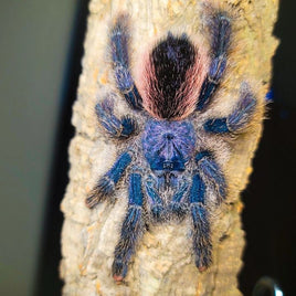 Avicularia juruensis M2 - Peru Purple Pink Toe Tarantula for Sale | Live Arrival Guarantee