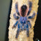 Avicularia juruensis M2 - Peru Purple Pink Toe Tarantula for Sale | Live Arrival Guarantee