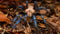 Birupes simoroxigorum - Bornean Neon Blueleg Tarantula