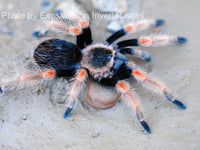 Brachypelma baumgarteni - Mexican Orange Beauty tarantula