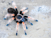 Brachypelma baumgarteni - Mexican Orange Beauty tarantula