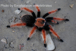 Brachypelma boehmei - Mexican Fireleg Tarantula