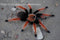 Brachypelma boehmei - Mexican Fireleg Tarantula