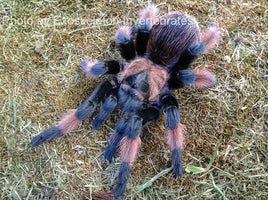 Brachypelma emilia - Mexican Painted Redleg