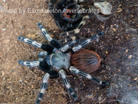Vitalius chromatus - Brazilian Red & White tarantula