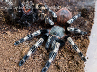 Vitalius chromatus - Brazilian Red & White tarantula