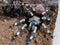 Vitalius chromatus - Brazilian Red & White tarantula