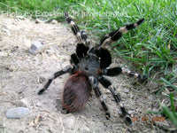 Vitalius chromatus - Brazilian Red & White tarantula
