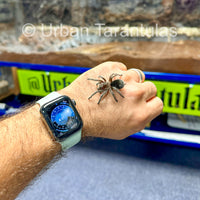 Brazilian Black Tarantula - Grammostola Pulchra