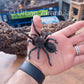 Brazilian Black - Grammostola Pulchra Grammostola