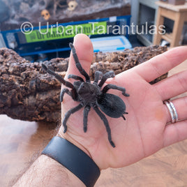 Brazilian Black Tarantula - Grammostola Pulchra