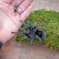 Brazilian Black - Grammostola Pulchra Grammostola