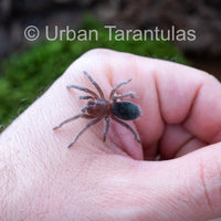 Brazilian Black Tarantula - Grammostola Pulchra