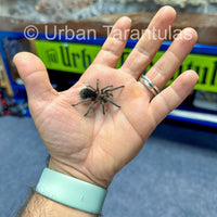 Brazilian Black Tarantula - Grammostola Pulchra