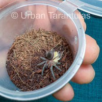 Brazilian Black Tarantula - Grammostola Pulchra