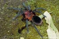 bumba tapajos - Brazilian Pink Head tarantula