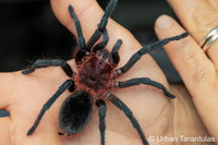 bumba tapajos - Brazilian Pink Head tarantula