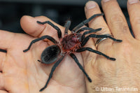 bumba tapajos - Brazilian Pink Head tarantula