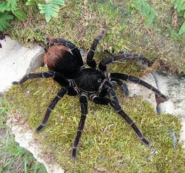 Pamphobeteus Sp. antinous - Big Black Birdeater Tarantula