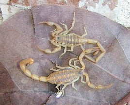Centruroides guanensis – Bahama Long Tail Bark Scorpion | Live Arrival Guarantee