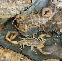 Centruroides hentzi – Hentz Striped Bark Scorpion | Live Arrival Guarantee