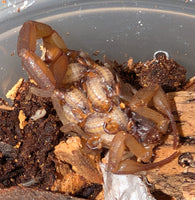 Centruroides hentzi – Hentz Striped Bark Scorpion | Live Arrival Guarantee