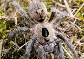 Ceratogyrus brachycephalus – Greater Horned Baboon Tarantula | Forward-Facing Horn | Live Arrival Guarantee