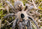 Ceratogyrus brachycephalus – Greater Horned Baboon Tarantula | Forward-Facing Horn | Live Arrival Guarantee