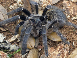 Ceratogyrus marshalli – Straight Horned Baboon Tarantula | Live Arrival Guarantee