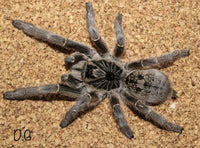 Ceratogyrus marshalli – Straight Horned Baboon Tarantula | Live Arrival Guarantee