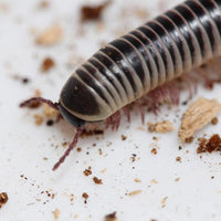 Chicobolus spinigerus – Ivory Millipede | Stunning Native Display Species | Live Arrival Guarantee